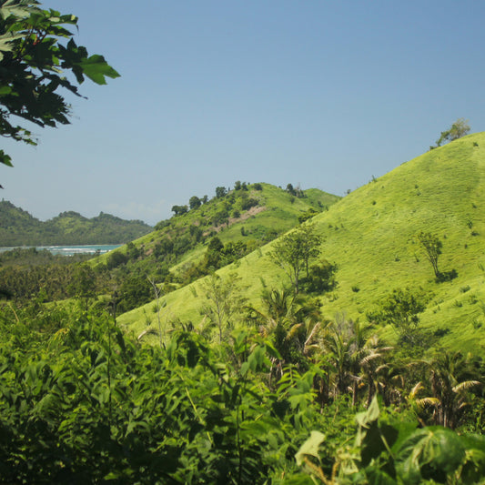 Why Dygo is palm oil free